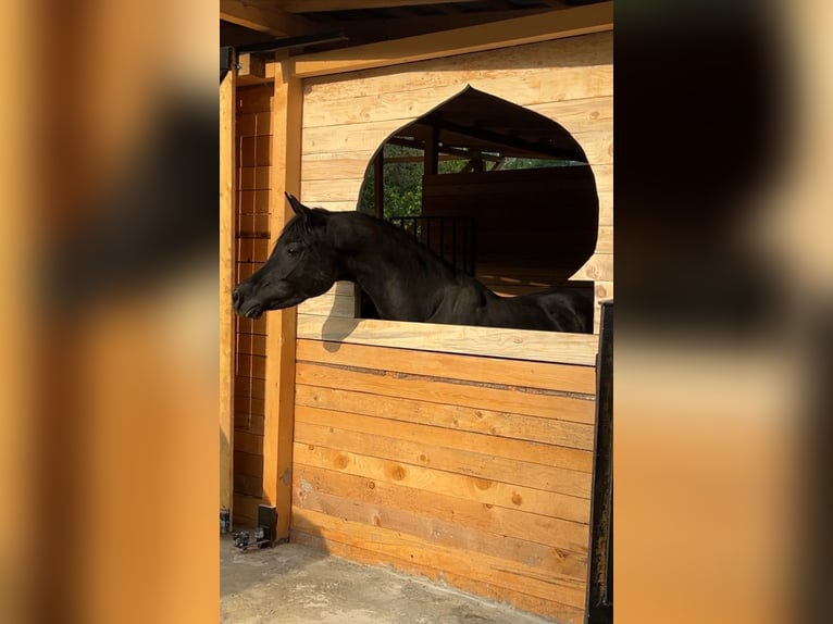 Arabiskt fullblod Hingst 4 år 150 cm Svart in Prahova