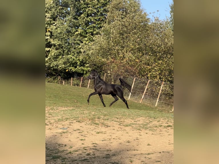 Arabiskt fullblod Hingst 4 år 150 cm Svart in Prahova