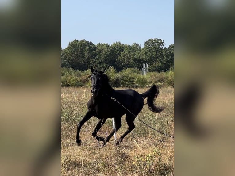 Arabiskt fullblod Hingst 4 år 150 cm Svart in Prahova