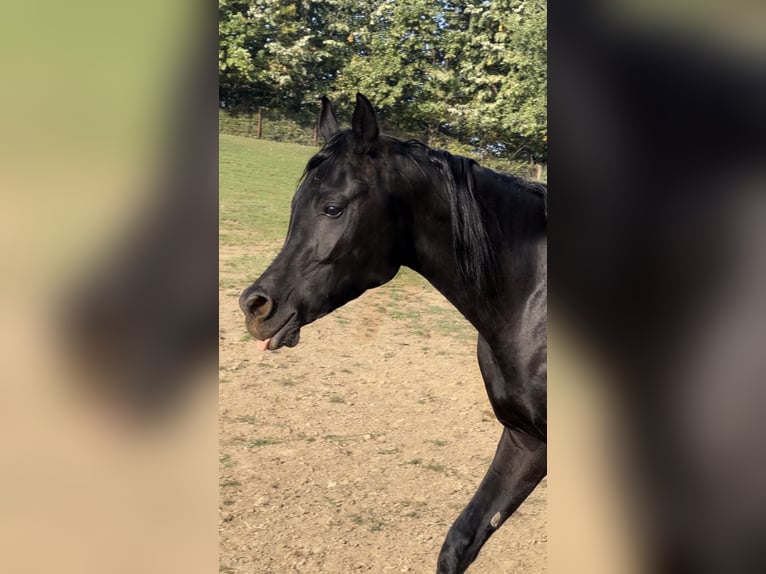 Arabiskt fullblod Hingst 4 år 150 cm Svart in Prahova