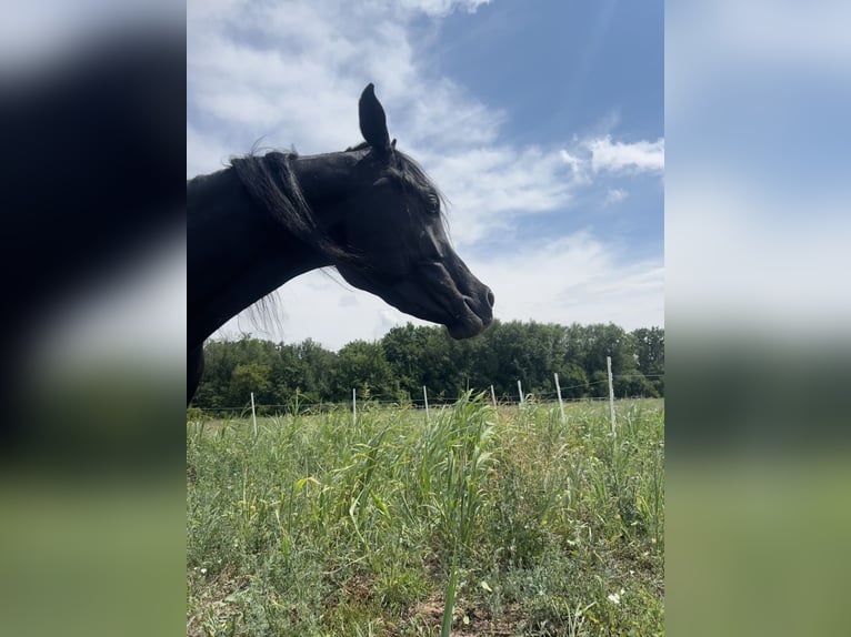 Arabiskt fullblod Hingst 4 år 150 cm Svart in Prahova