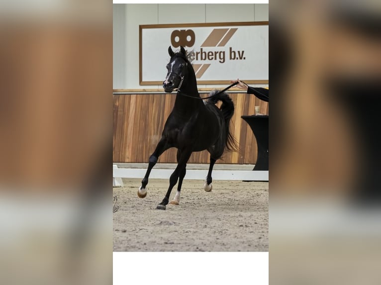 Arabiskt fullblod Hingst 4 år 154 cm Svart in Gelderland