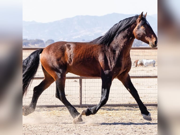 Arabiskt fullblod Hingst 5 år Brun in The Lakes