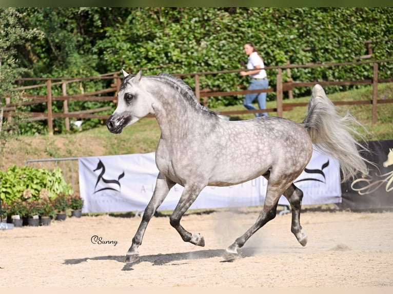 Arabiskt fullblod Hingst 6 år 156 cm Grå in Brescia