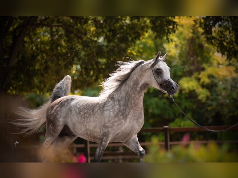 Arabiskt fullblod Hingst 6 år 156 cm Grå in Brescia