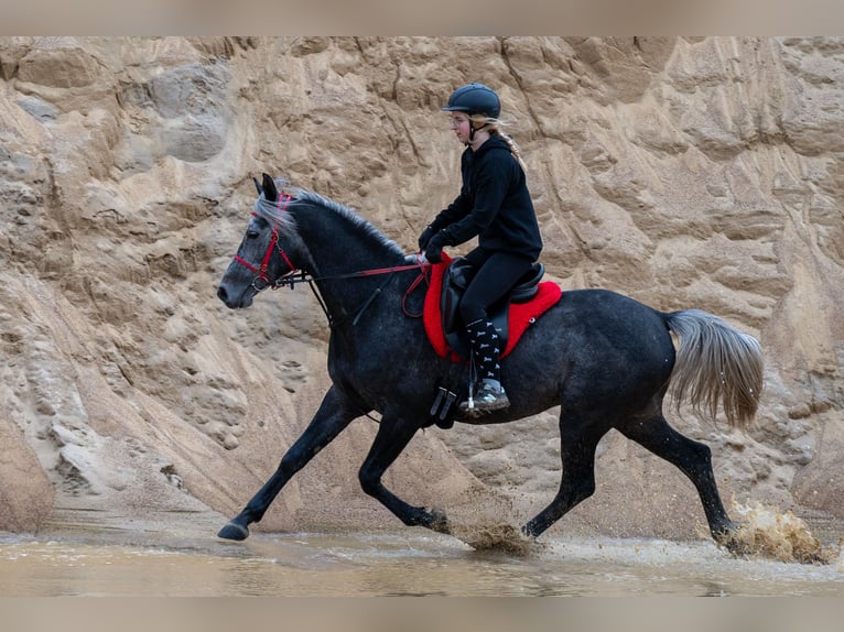 Arabiskt fullblod Hingst 6 år 162 cm Grå in Pobyłkowo Małe