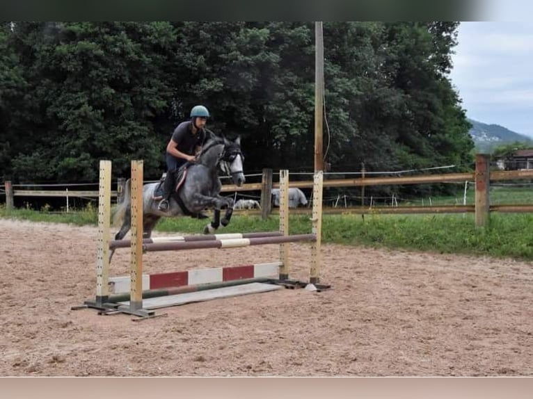 Arabiskt fullblod Hingst 7 år 156 cm Grå-flugskimmel in Gentilino