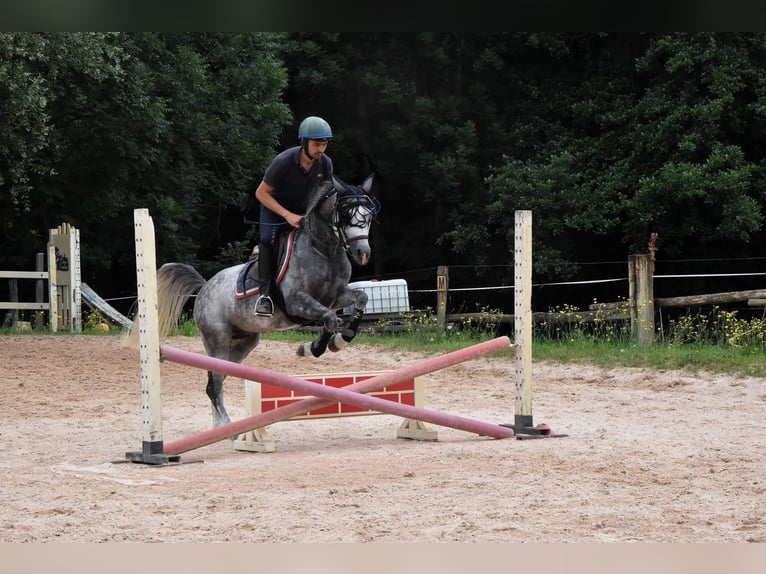 Arabiskt fullblod Hingst 7 år 156 cm Grå-flugskimmel in Gentilino