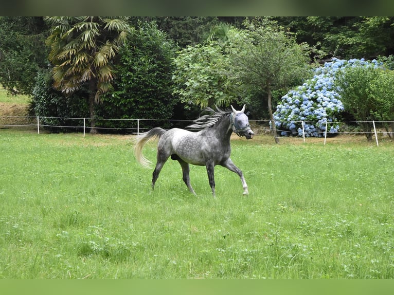 Arabiskt fullblod Hingst 7 år 156 cm Grå-flugskimmel in Gentilino