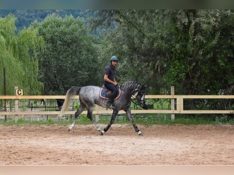 Arabiskt fullblod Hingst 7 år 156 cm Grå-flugskimmel in Gentilino