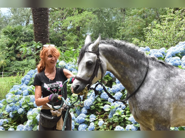 Arabiskt fullblod Hingst 7 år 156 cm Grå-flugskimmel in Gentilino