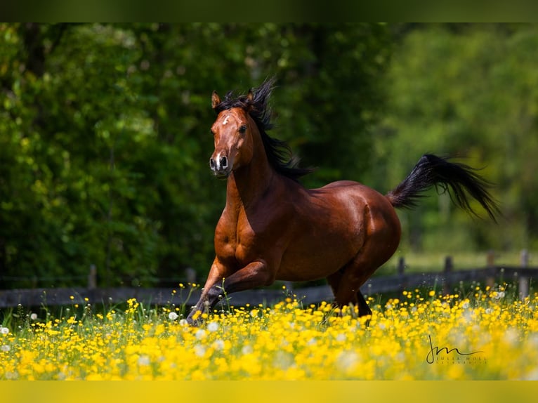 Arabiskt fullblod Hingst 8 år 154 cm Brun in Söll