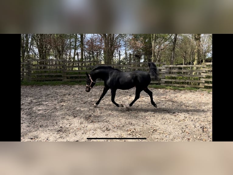 Arabiskt fullblod Hingst 8 år Svart in Lovenjoel