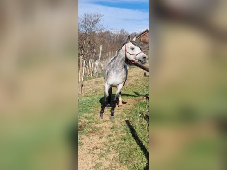 Arabiskt fullblod Hingst 9 år 150 cm Grå in Benedikt