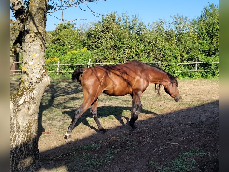 Arabiskt fullblod Hingst Brun in Petrinja