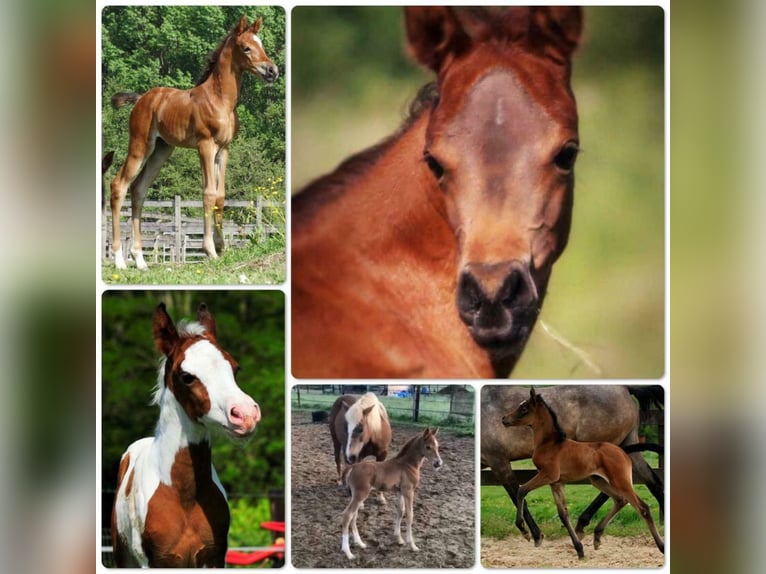 Arabiskt fullblod Hingst Brun in Waalwijk