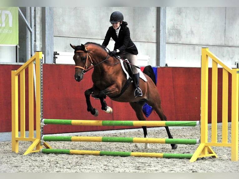 Arabiskt fullblod Hingst Brun in Waalwijk