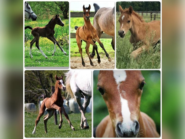 Arabiskt fullblod Hingst Brun in Waalwijk