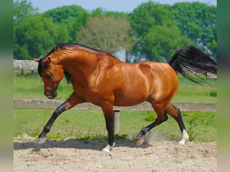 Arabiskt fullblod Hingst Brun in Waalwijk