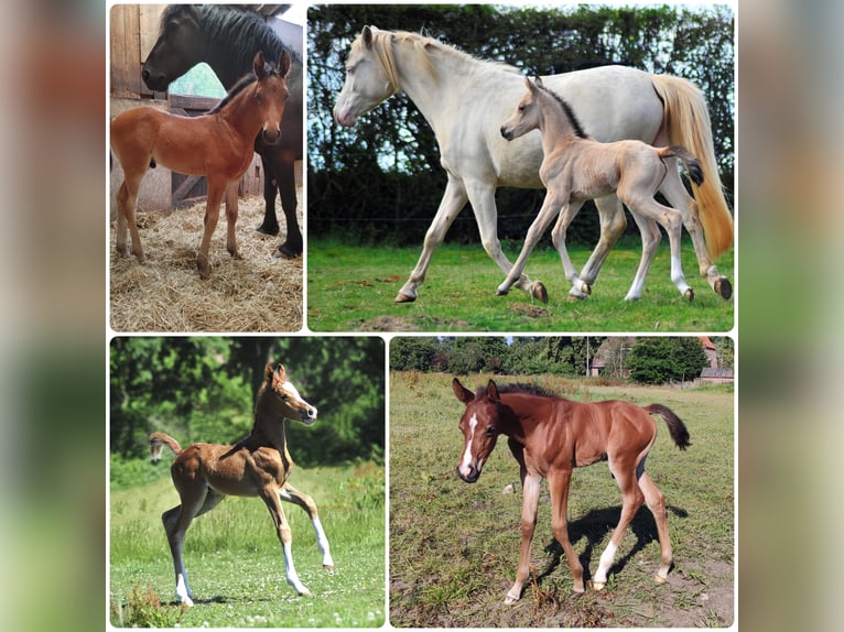 Arabiskt fullblod Hingst Brun in Waalwijk