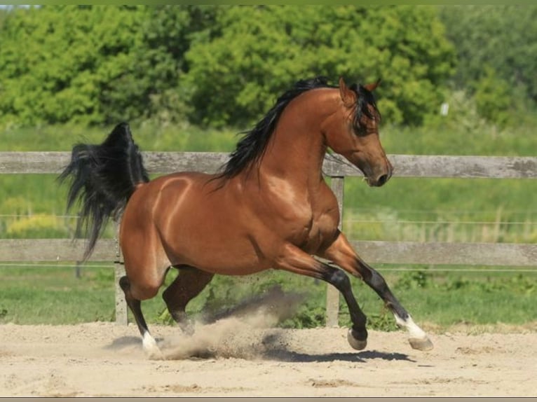 Arabiskt fullblod Hingst Brun in Waalwijk