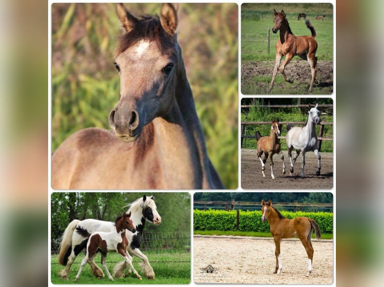 Arabiskt fullblod Hingst Brun in Waalwijk