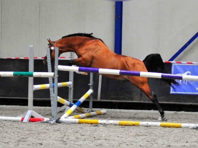 Arabiskt fullblod Hingst Brun in Waalwijk