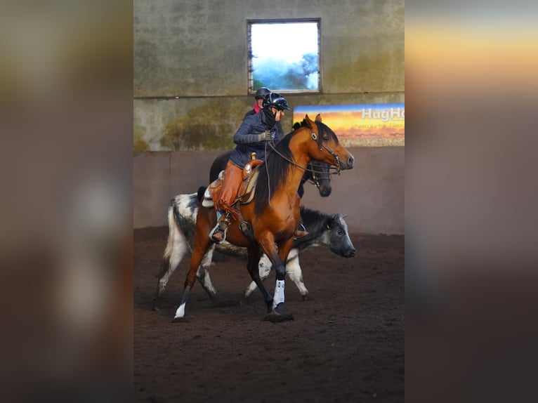 Arabiskt fullblod Hingst Brun in Waalwijk