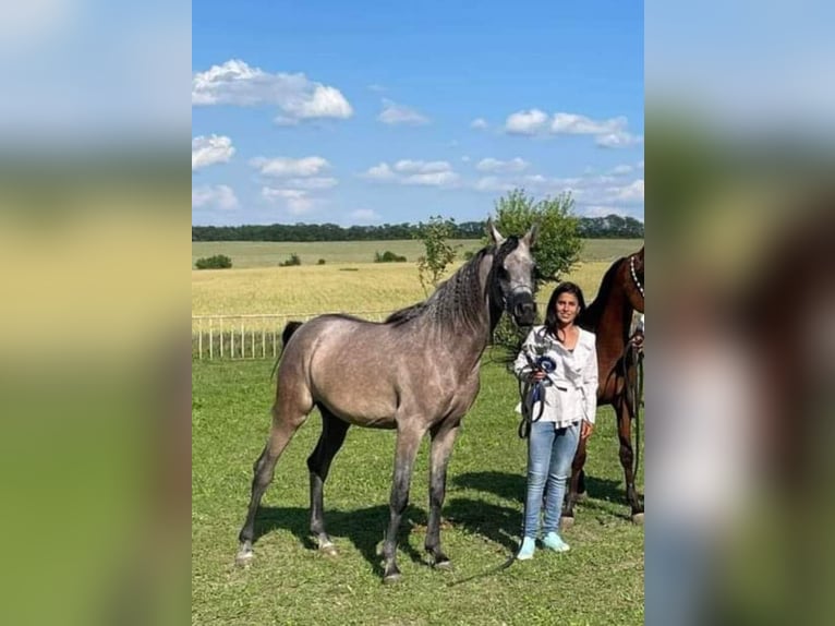 Arabiskt fullblod Hingst Föl (04/2024) 130 cm Brun in Assenovgrad