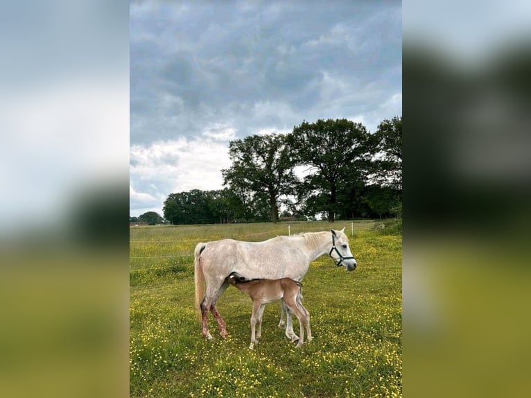 Arabiskt fullblod Hingst Föl (05/2024) 150 cm Ljusbrun in Rietberg