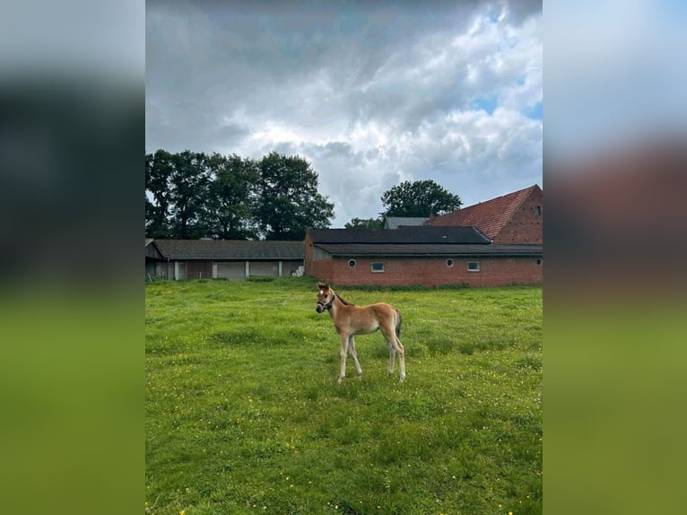 Arabiskt fullblod Hingst Föl (05/2024) 150 cm Ljusbrun in Rietberg