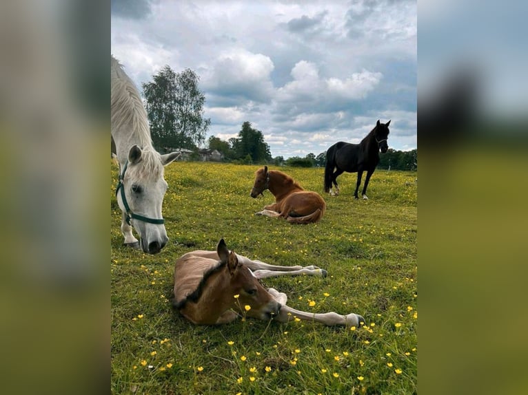 Arabiskt fullblod Hingst Föl (05/2024) 150 cm Ljusbrun in Rietberg