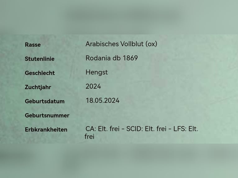 Arabiskt fullblod Hingst Föl (05/2024) 150 cm Ljusbrun in Rietberg