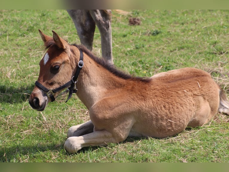 Arabiskt fullblod Hingst Föl (05/2024) 150 cm Ljusbrun in Rietberg