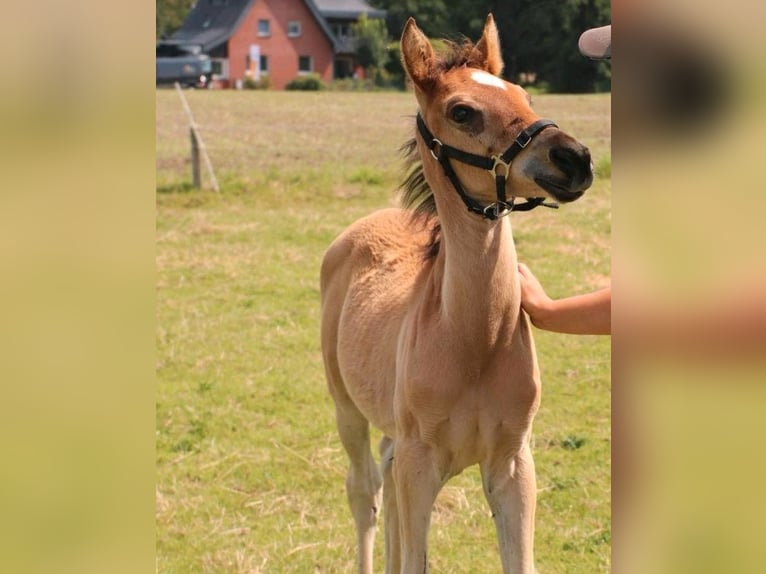 Arabiskt fullblod Hingst Föl (05/2024) 150 cm Ljusbrun in Rietberg