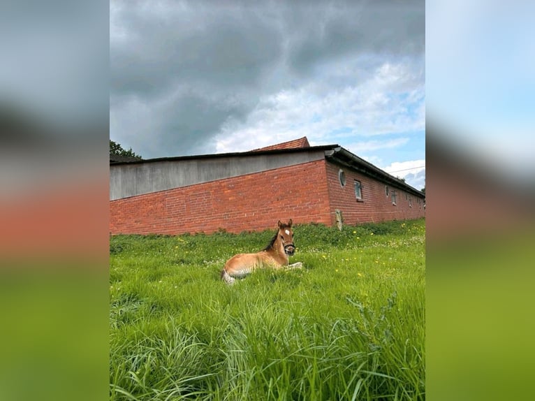 Arabiskt fullblod Hingst Föl (05/2024) 150 cm Ljusbrun in Rietberg