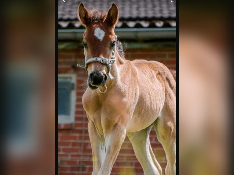 Arabiskt fullblod Hingst Föl (05/2024) 150 cm Ljusbrun in Rietberg