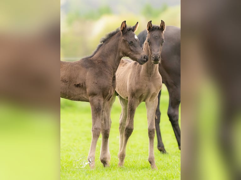 Arabiskt fullblod Hingst Föl (03/2024) 153 cm Svart in Herzberg am Harz