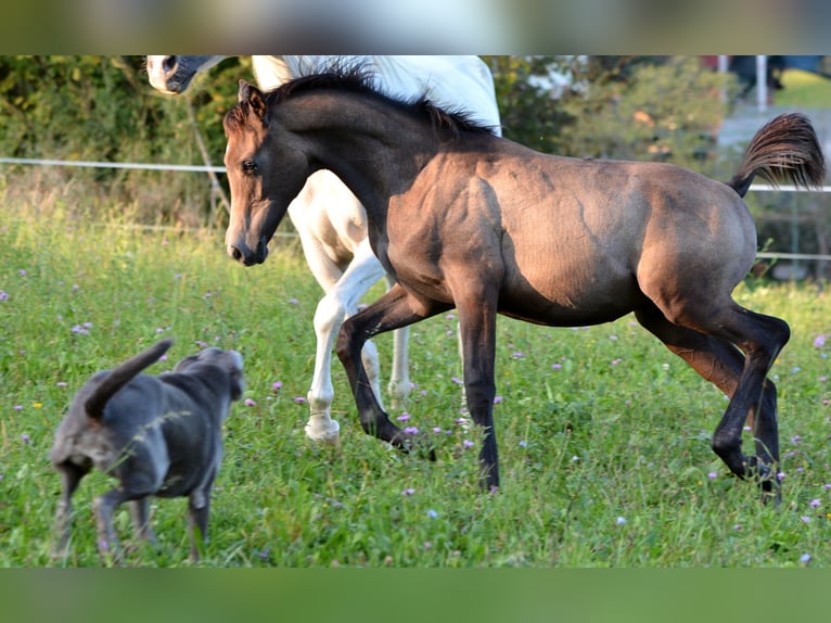 Arabiskt fullblod Hingst Föl (04/2024) 154 cm Grå in Koprivnica