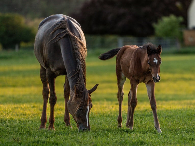 Arabiskt fullblod Hingst Föl (03/2024) 155 cm Brun in Herzberg am Harz