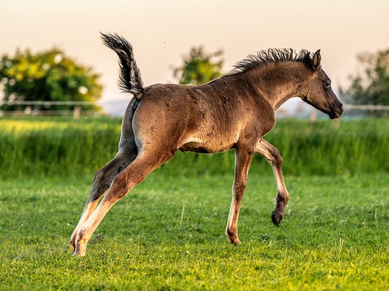 Arabiskt fullblod Hingst Föl (03/2024) 155 cm Svart in Herzberg am Harz