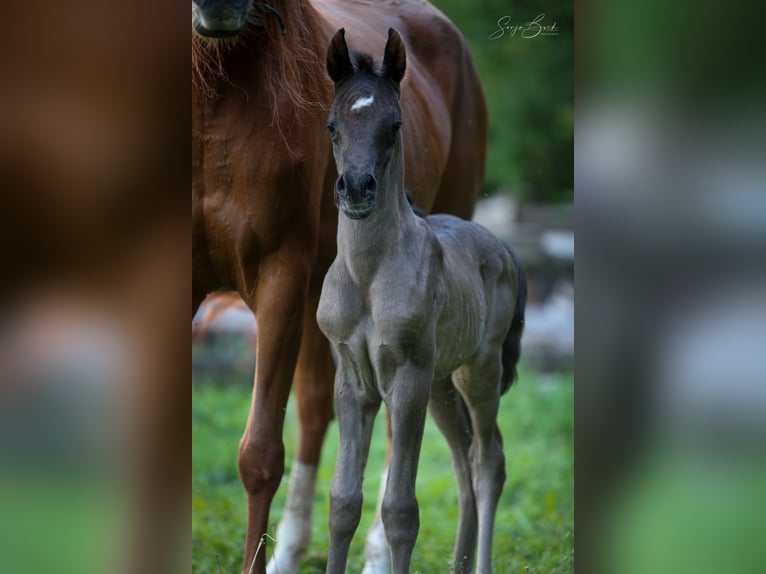 Arabiskt fullblod Hingst Föl (05/2024) 155 cm Svart in Moosbach