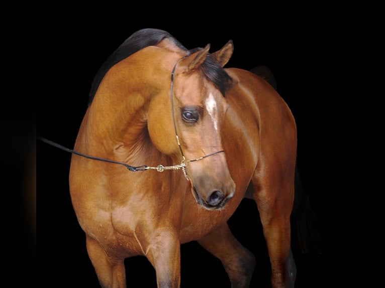 Arabiskt fullblod Hingst Föl (05/2024) 156 cm Brun in Wangerland