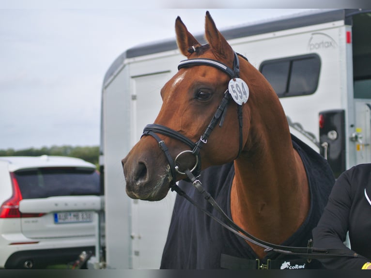 Arabiskt fullblod Hingst Föl (05/2024) 156 cm Brun in Wangerland