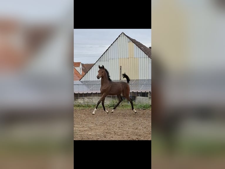 Arabiskt fullblod Hingst Föl (05/2024) 158 cm Brun in Ustersbach