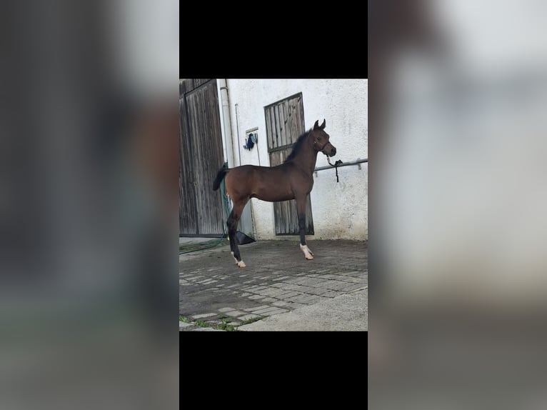 Arabiskt fullblod Hingst Föl (05/2024) 158 cm Brun in Ustersbach