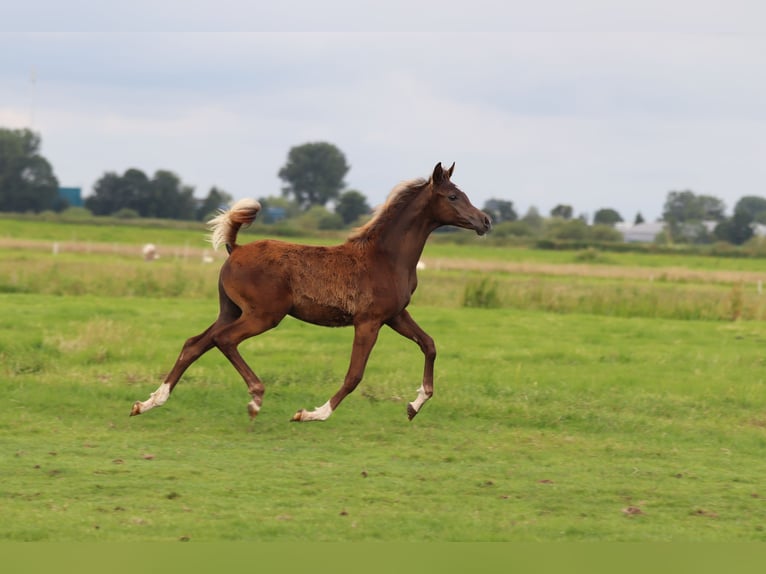 Arabiskt fullblod Hingst Föl (02/2024) 159 cm fux in Nieuwkoop