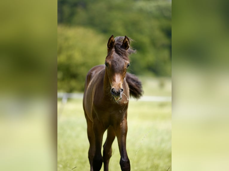 Arabiskt fullblod Hingst Föl (01/2024) 160 cm Mörkbrun in Leutershausen