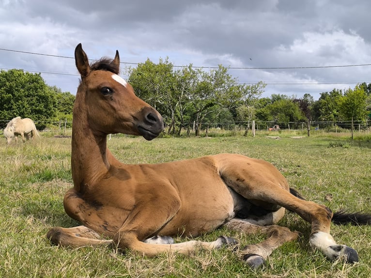 Arabiskt fullblod Hingst Föl (04/2024) Brun in Bayas