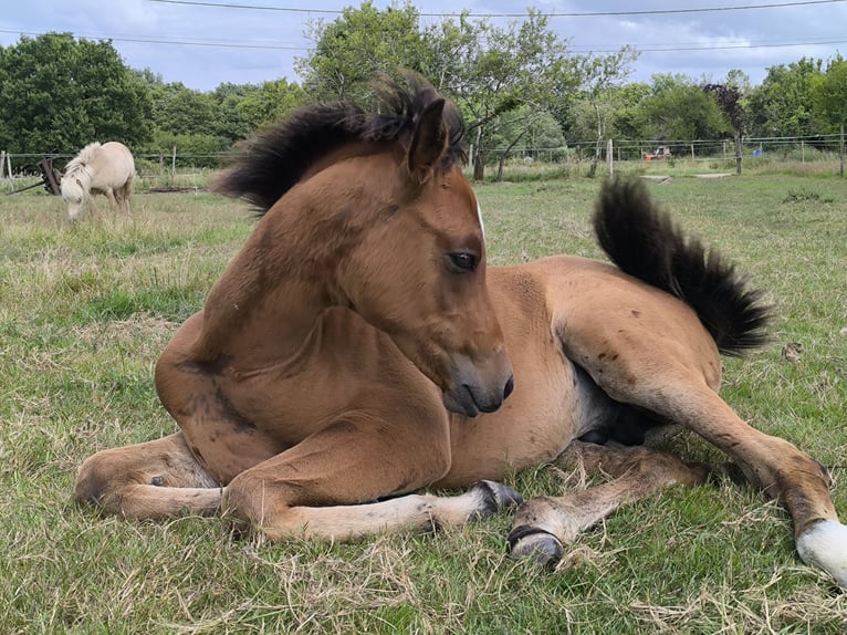 Arabiskt fullblod Hingst Föl (04/2024) Brun in Bayas